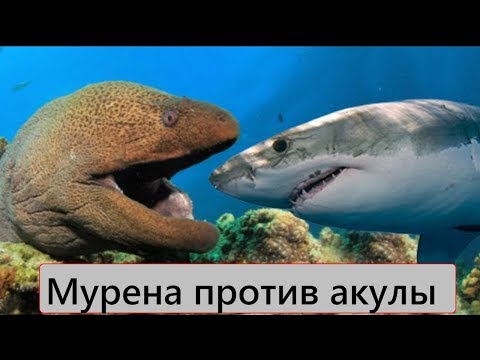 Видео: Версус! Мурена против акулы! Мурена против осьминога!