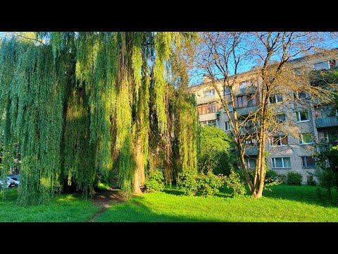 Видео: воскресный влог - примерки в секонде, покупки, прогулка с Хвостиком