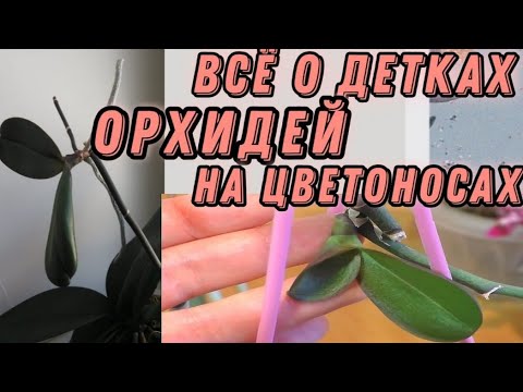 Видео: Из одной орхидеи сразу несколько очень быстро! Отделить, посадить и ухаживать.  Детки с цветоноса.