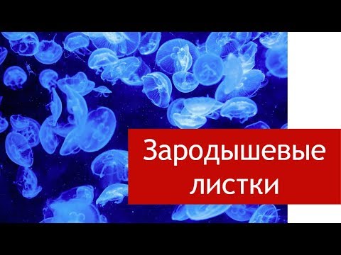Видео: Зародышевые листки: эктодерма, энтодерма, мезодерма