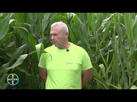 Видео: DKC6092 - Перфектната силажна царевица от Декалб