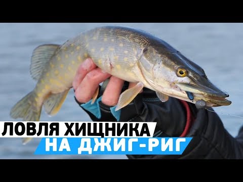 Видео: Ловля хищника весной! Хитрости ловли на #ДЖИГ-РИГ!