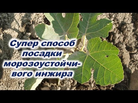 Видео: Супер способ посадки морозоустойчивого инжира. Что нужно положить в ямку саженцу инжира? Чем полить?