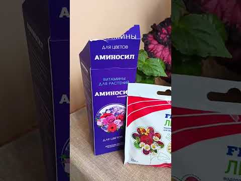 Видео: Мой цветанутый опыт выращивания бегоний