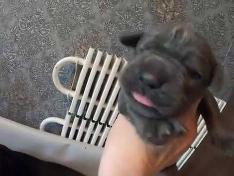 Видео: малыши кане-корсо