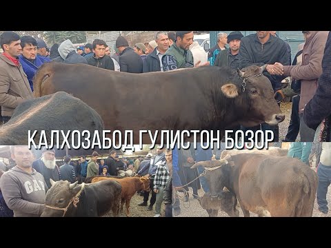 Видео: КАЛХОЗАБОД ГУЛИСТОН БОЗОР 👍 👍 
