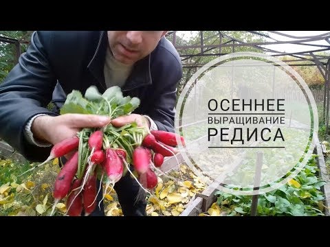 Видео: Выращивание крупного редиса осенью // Тонкости посадки редиса и укропа (укр.)