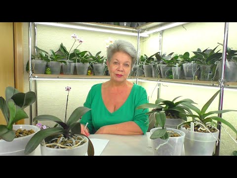 Видео: №15. Ответы на вопросы ИЗ ЖИЗНИ ОРХИДЕЙ 💐 "Вопрос в КОПИЛКУ Знаний" от ПОДПИСЧИКОВ 😊 17.10.2021г.