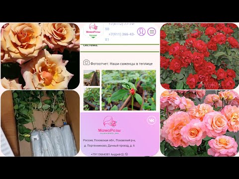 Видео: 🌹Обзор посылки с розами из питомника Мама Розы. 🌹#розы #уральскиерозы #обзорпосылки