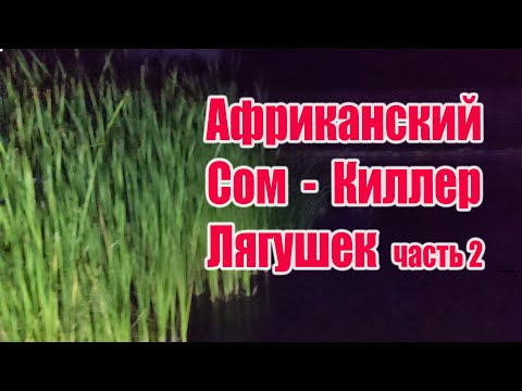 Видео: Африканский сом - киллер лягушек (часть2)