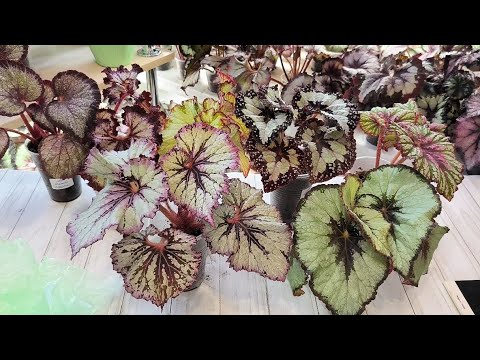 Видео: Упаковка бегошек. Как это делаю я😎