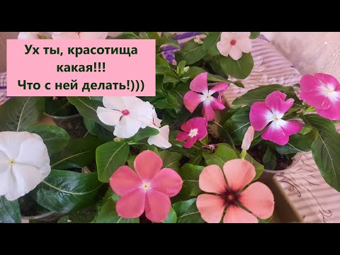Видео: Обзор черенков катарантуса в октябре. Правила ухода и условия содержания.