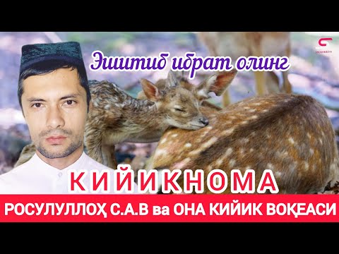 Видео: Кийикнома  Росулуллоҳ ва кийик воқеаси Ғолиб танбур /Kiyiknoma