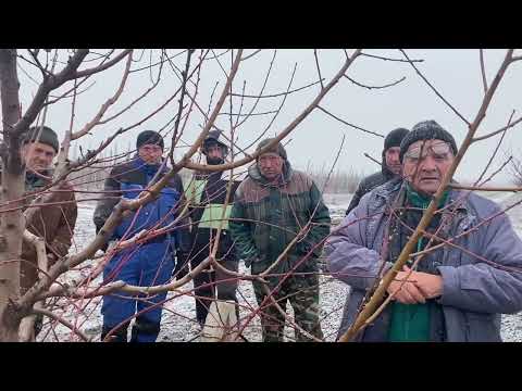 Видео: Выезд на консультацию по обрезке интенсивного сада. Запорожская обл