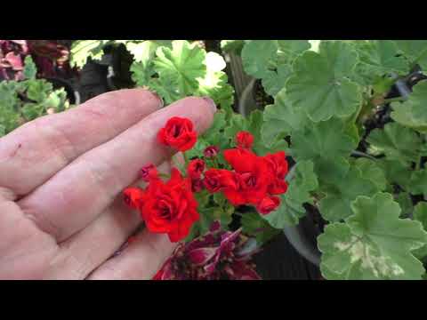 Видео: Сухая подкормка пеларгоний для пышного цветения