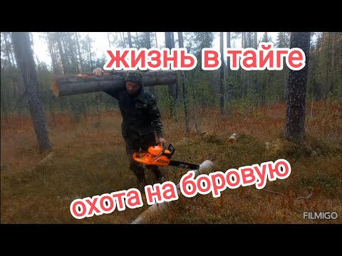 Видео: Жизнь в тайге. Охота на боровую.