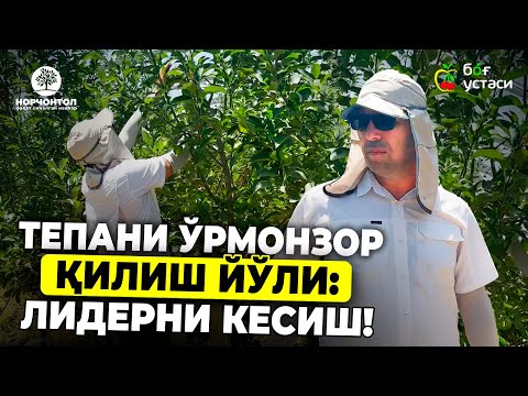 Видео: ОЛМАЛАРДА ЛИДЕРЛАРНИ ҚАЧОН КЕСИШ КЕРАК? | ШУҲРАТ АБРОРОВ #shuhratabrorov #olma #kesish #lider #hosil