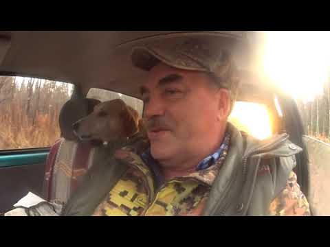 Видео: охота с русской гончей Радой № 3.(слабонервным не смотреть).