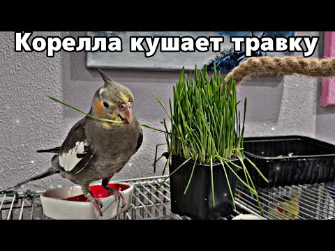 Видео: Корелла любит поклевать травку: видео для релаксации 🦜 
