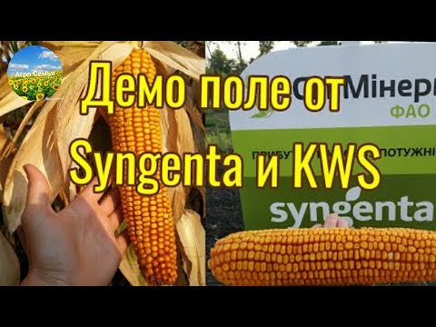 Видео: Обзор демо поля кукурузы от Syngenta и KWS. Кукуруза 2021.