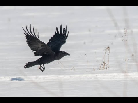Видео: "Чёрный ворон, друг ты мой залётный " - Аравита (гусли)