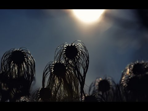 Видео: Борис Деарт - Экология