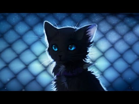 Видео: Animation Tribute | Коты Воители | Бич | клип