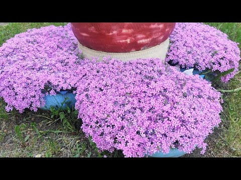 Видео: Как вырастить красивый Шиловидный Флокс