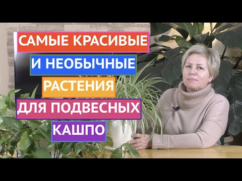 Видео: РАСТЕНИЯ ДЛЯ ПОДВЕСНЫХ КАШПО! ВЫ ОЧЕНЬ УДИВИТЕСЬ МОЕМУ ВЫБОРУ!