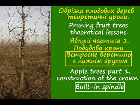 Видео: Обрезка яблони. Система Веретено с скелетным ярусом веток.