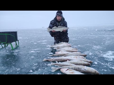 Видео: Қапшағай көксерке балығы/Капшагай судак бешыный клев.