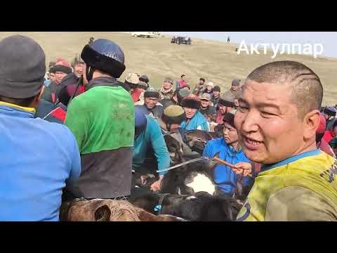 Видео: 15 февраля Актулпар Доронбек Садырбайев Айыл окмоту Откоргон Аламан Улак #кокбору