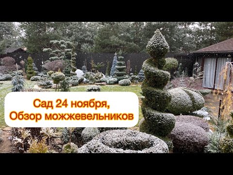 Видео: Топиарное искусство - это ЛЮБОВЬ ❤️Обзор можжевельников в Топиарных формах.