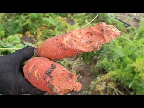 Видео: ОСЬ ТАКА Я НЕРАДИВА ГОСПОДИНЯ.ДОПОМОЖІТЬ БУДЬ ЛАСКА....