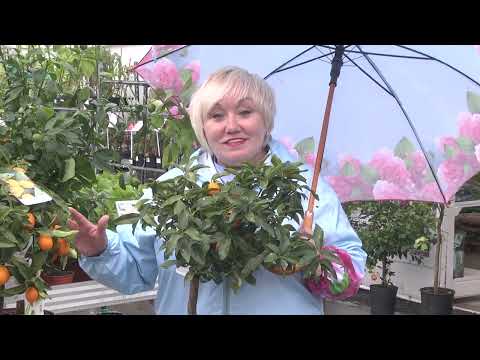 Видео: Дачные советы - новый выпуск! Что он нам приготовил?