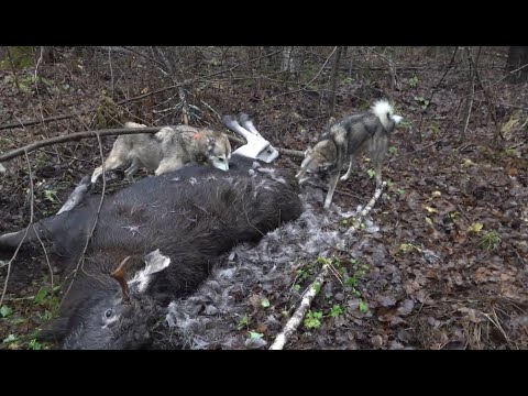Видео: Охота на лося с лайками. Часть 2
