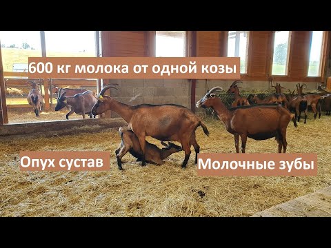 Видео: Можно ли раздоить козу без окота// Картофель козам