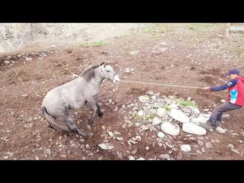 Видео: Алтайская свадьба (Алтай той)