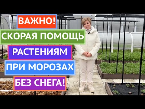 Видео: УДАРИЛИ МОРОЗЫ, А СНЕГА НЕТ?! СРОЧНО СПАСАЕМ ЭТИ РАСТЕНИЯ!