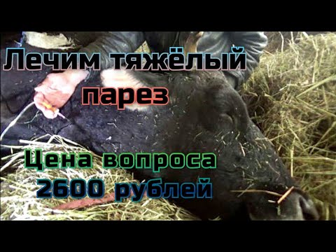 Видео: Тяжелый парез у коровы.Слабонервным не смотреть!