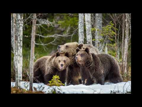 Видео: "Песен за сирак Неделчо" - Иван Паунов