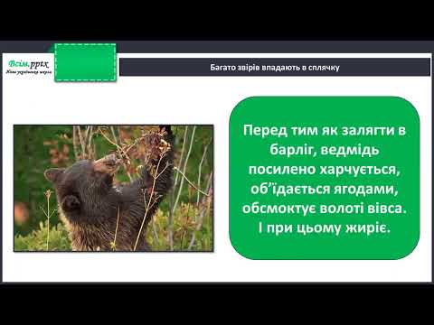 Видео: Як звірі готуються до зими