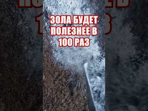Видео: Зола будет полезнее в 1000 раз! #огород #сад #дача #урожай #советыдачникам