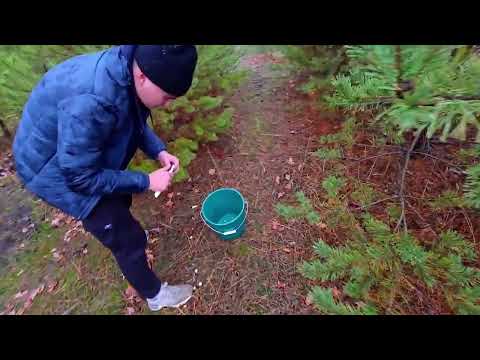 Видео: 11 ноября 2025 г.в поисках маслят)