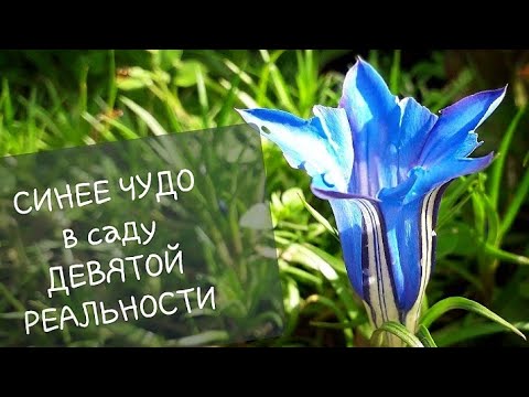 Видео: ГОРТЕНЗИИ, синее чудо - ГОРЕЧАВКА и старичок ЛЁМА.