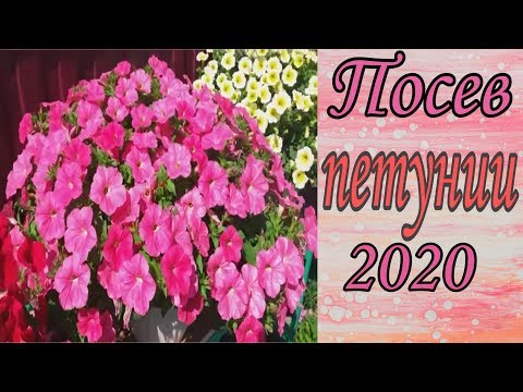 Видео: Первый посев петунии в 2020году. Проверенный способ.