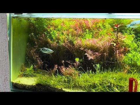 Видео: Размеры аквариумов на работе, что нового?