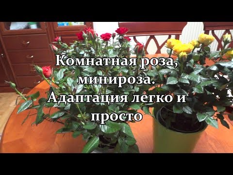 Видео: 🌺 Комнатная роза,  минироза. Адаптация легко и просто!