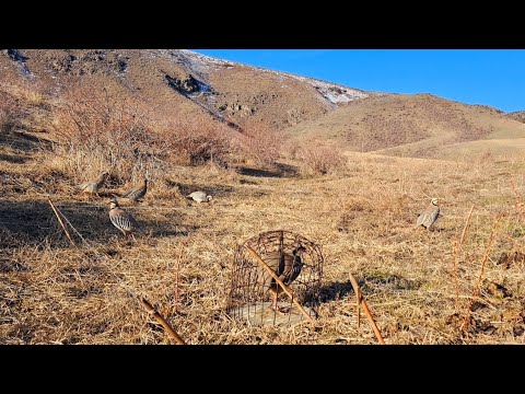 Видео: 21 марта 2025 г.