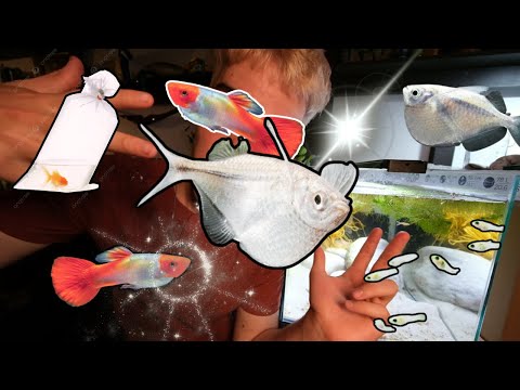 Видео: Распаковываем классную рыбку как профи: потрясающие гуппи и топорики представлены! 🐠✨